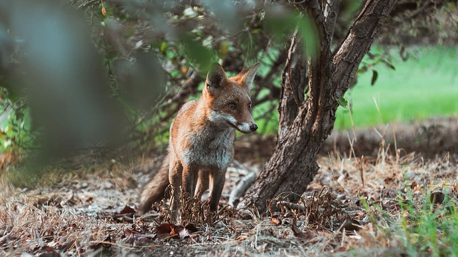 fox standing beside brown tree under shade of tree at daytime, brown fox under green leafed tree in tilt shift photography HD wallpaper