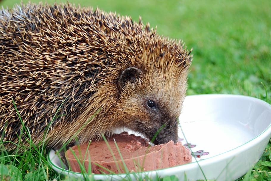 grass, nature, small, cute, mammal, hedgehog, animal, animal themes HD wallpaper