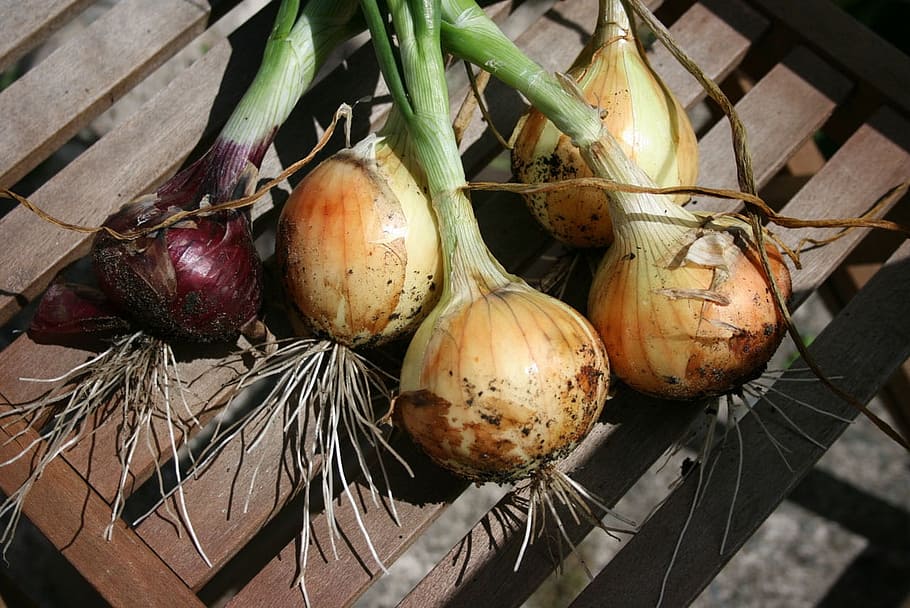 Organic, Onions, Vegetable, Plot, Fresh, dug, garden, growing HD wallpaper