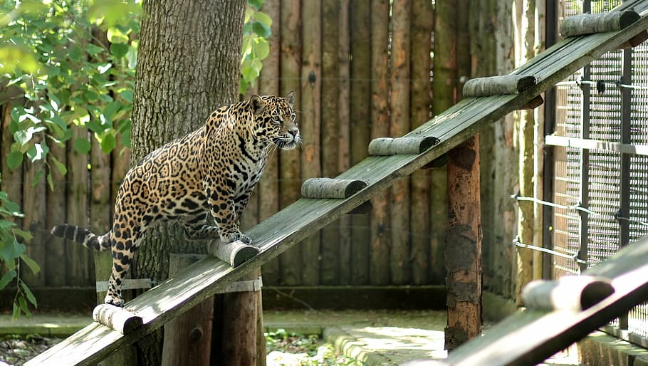 leopard, cat, pet, zoo, animal, wildlife, undomesticated Cat HD wallpaper