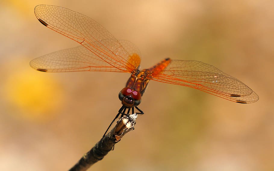 Nature, Dragonfly, Insects, Macro, one animal, animal wildlife HD wallpaper