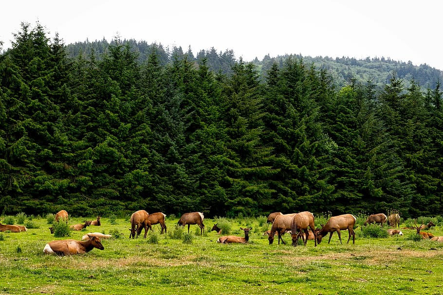 brown animals on green fields, roosevelt elk, herd, wildlife, HD wallpaper