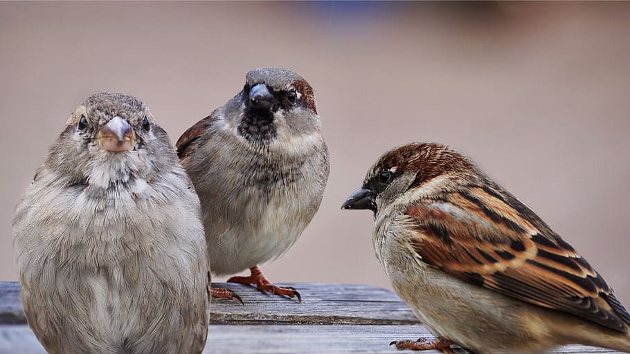 three brown small-beaked birds, sparrows, nature, animal, sperling, HD wallpaper