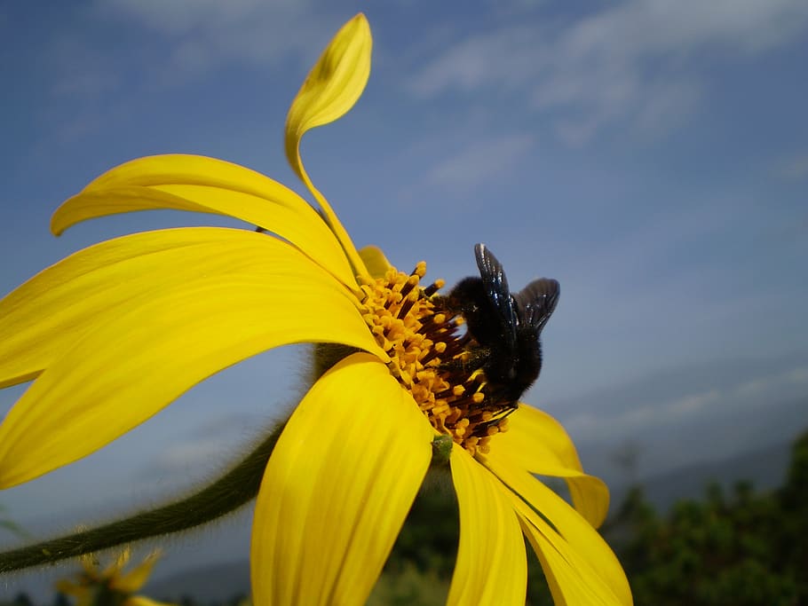 flower, yellow, bumblebee, black, flowering plant, beauty in nature HD wallpaper