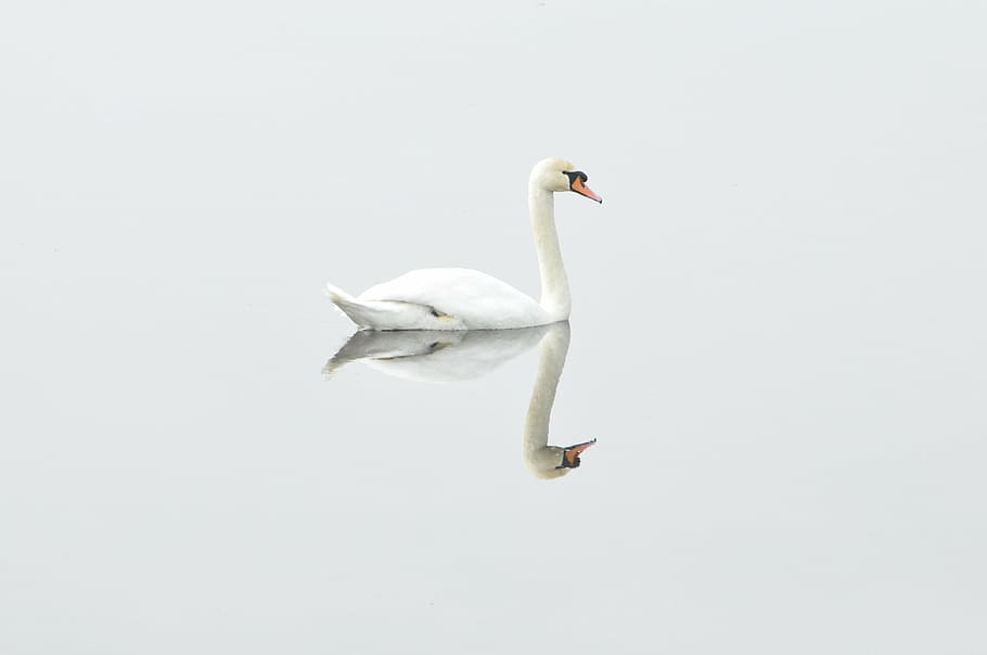 white swan on body of water, bird, nature, water bird, mirror image, HD wallpaper