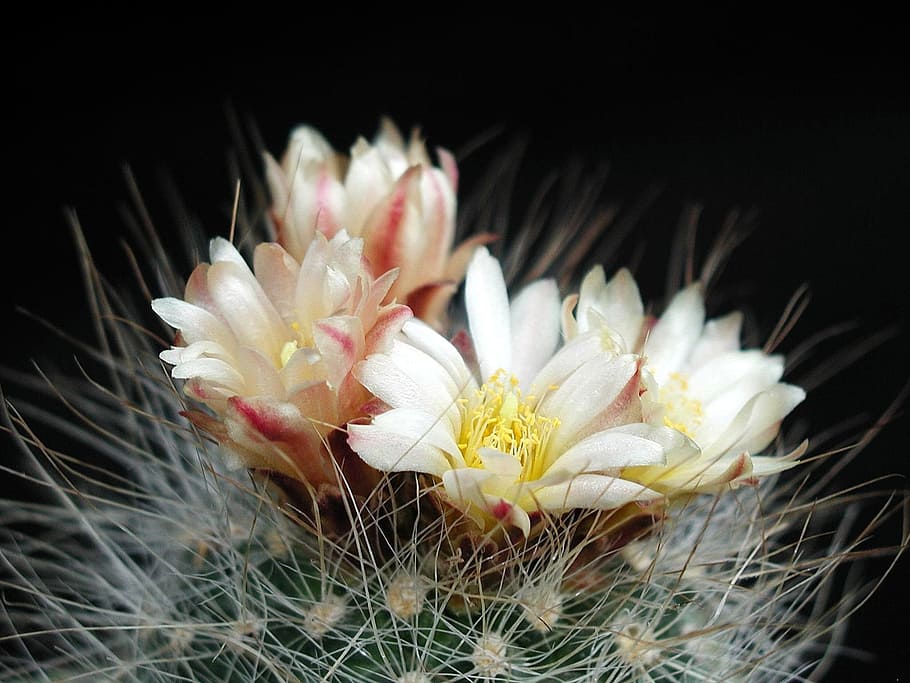 thorns, big, barbed, cactus, flowers, plants, flora, flowering plant HD wallpaper