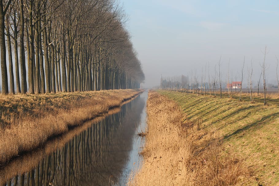 brook, river, nature, landscape, plant, field, water, tree HD wallpaper