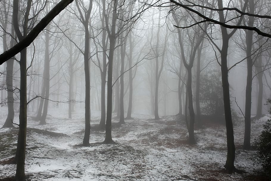 bare trees in middle of forest covered with fog, silhouette of withered trees covered in mists HD wallpaper