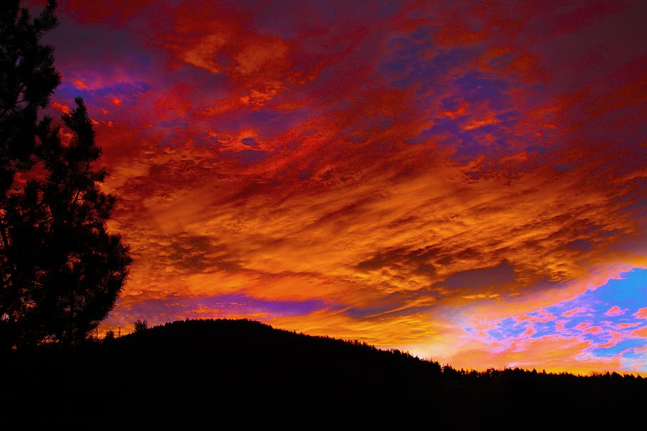 Silhouette of Forest during Golden Hour, clouds, dawn, dusk, landscape HD wallpaper