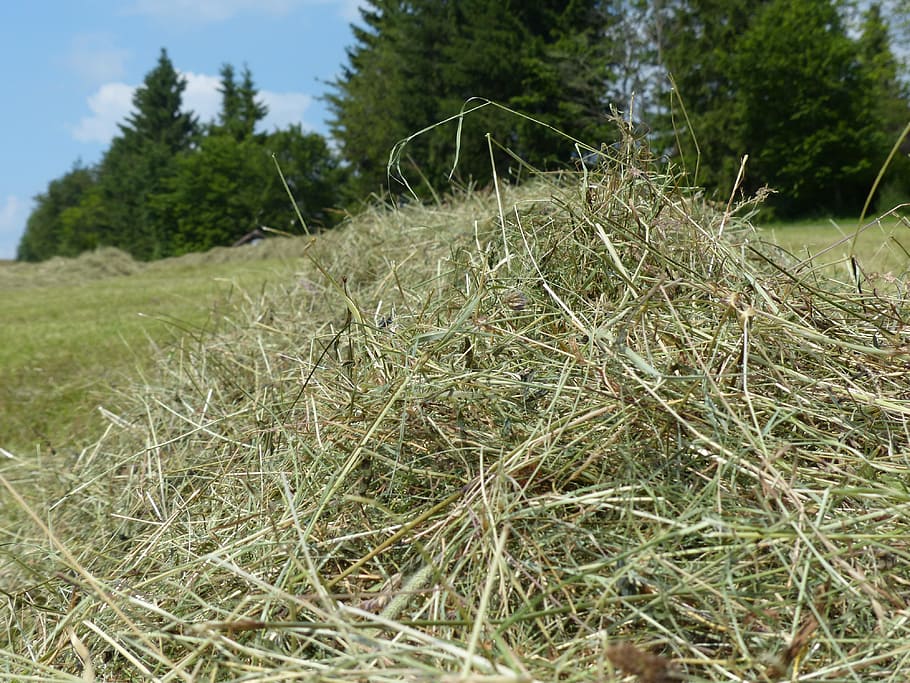 hay, grass, dry, dried, hay gut, steam, grass swaths, meadow HD wallpaper