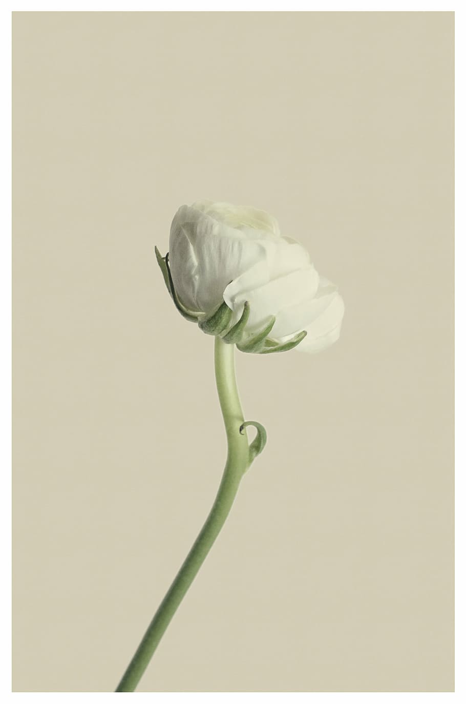 selective focus photo of white ranunculus flower, blossom, bloom HD wallpaper