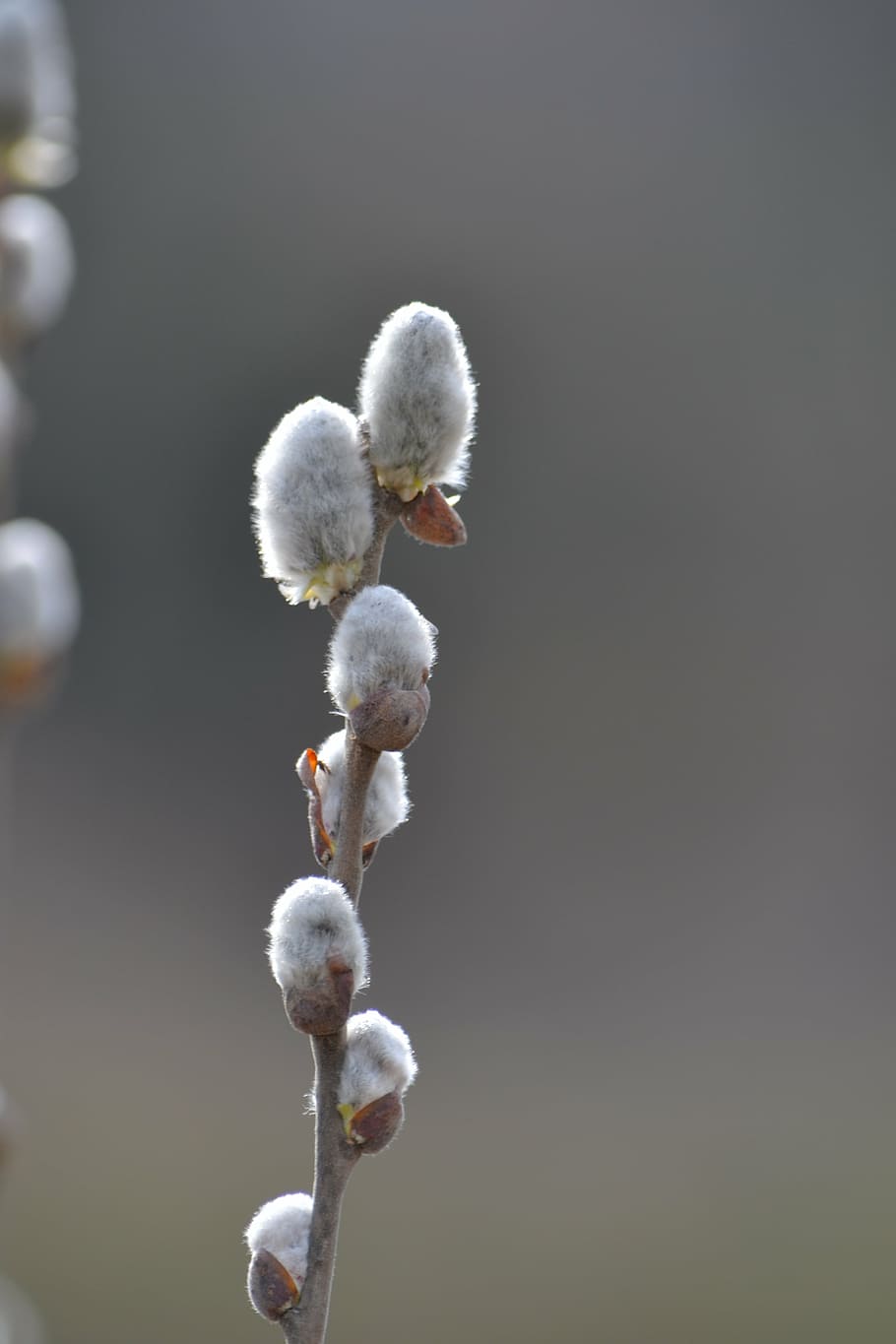 cats, willow jíva, nature, tree, fuzzy, pussy willow, plant HD wallpaper