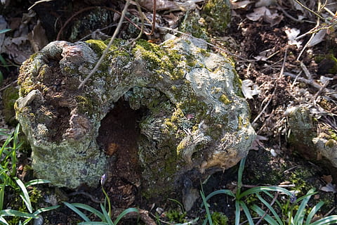 rotting, tree stump, lichen, moss, bark, wood, leaf mould, plant HD wallpaper