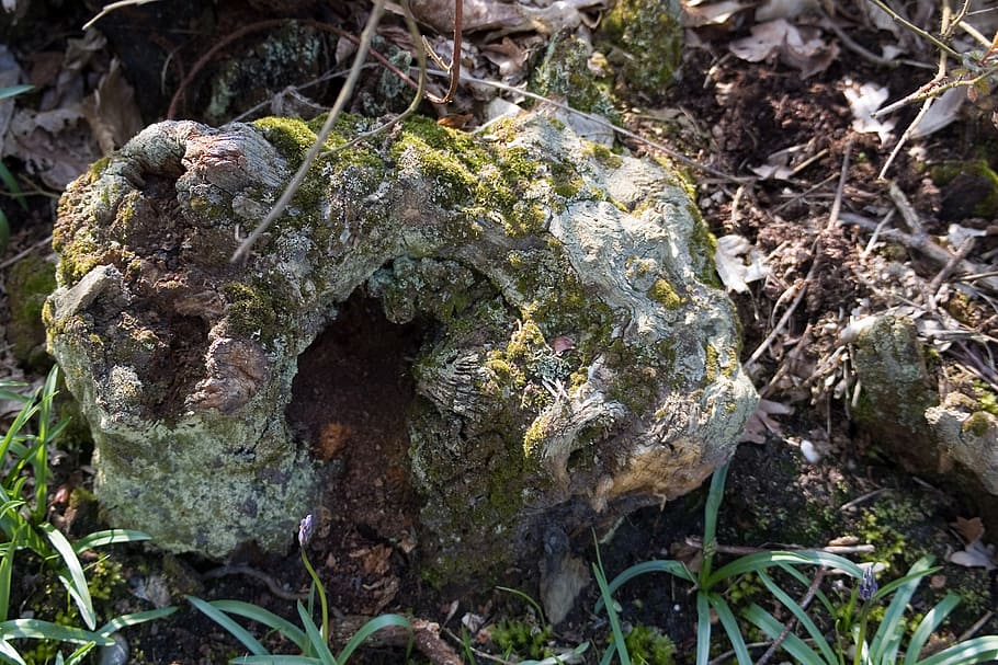 rotting, tree stump, lichen, moss, bark, wood, leaf mould, plant, HD wallpaper