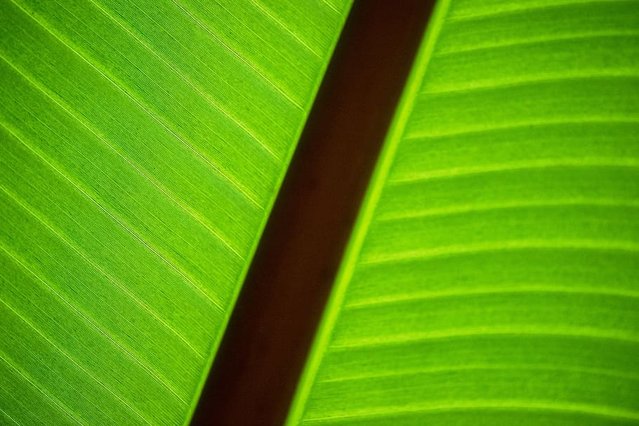green, leaf, plant, sharp, unsharp, contrrast, opposite, nature, HD wallpaper