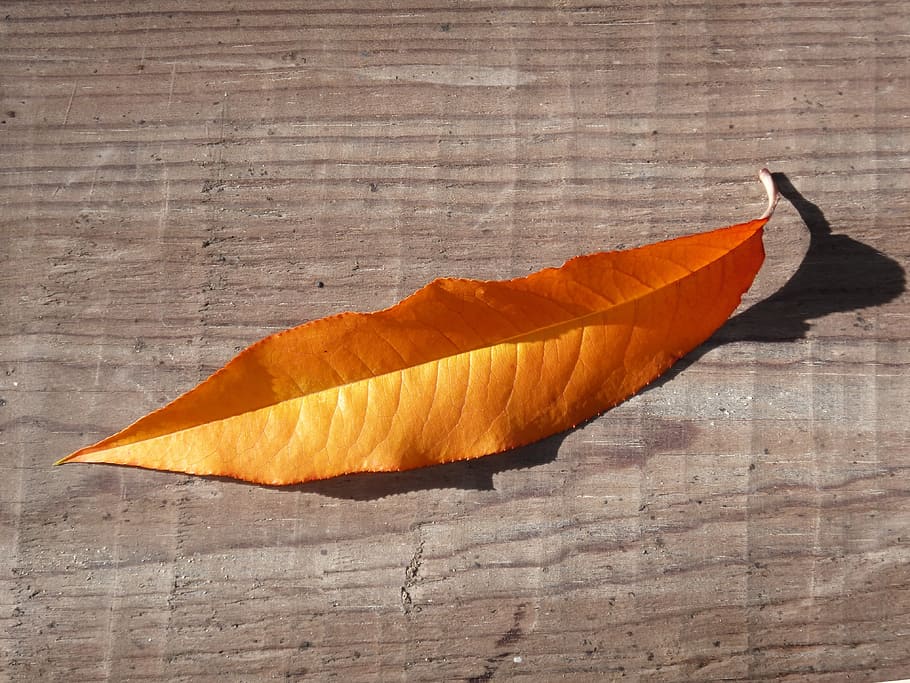 leaf, yellow sheet, red leaf, autumn, wood, orange color, wood - material HD wallpaper