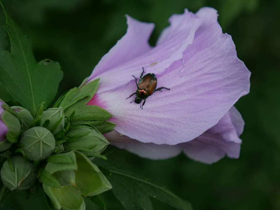 Flower, Bug, Nature, Insect, Spring, plant, colorful, beetle HD wallpaper