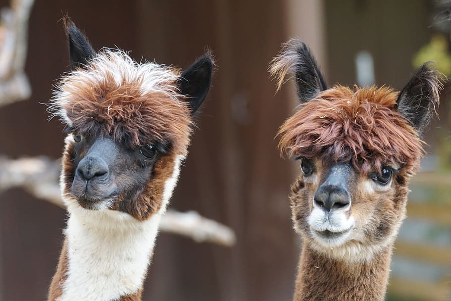 two brown llama, alpaca, andes, wool, fluffy, paarhufer, animal themes