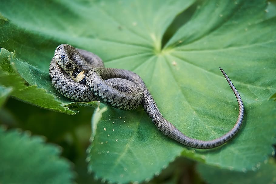 grass snake, hide, fear, instinct, head game, mind drawing HD wallpaper