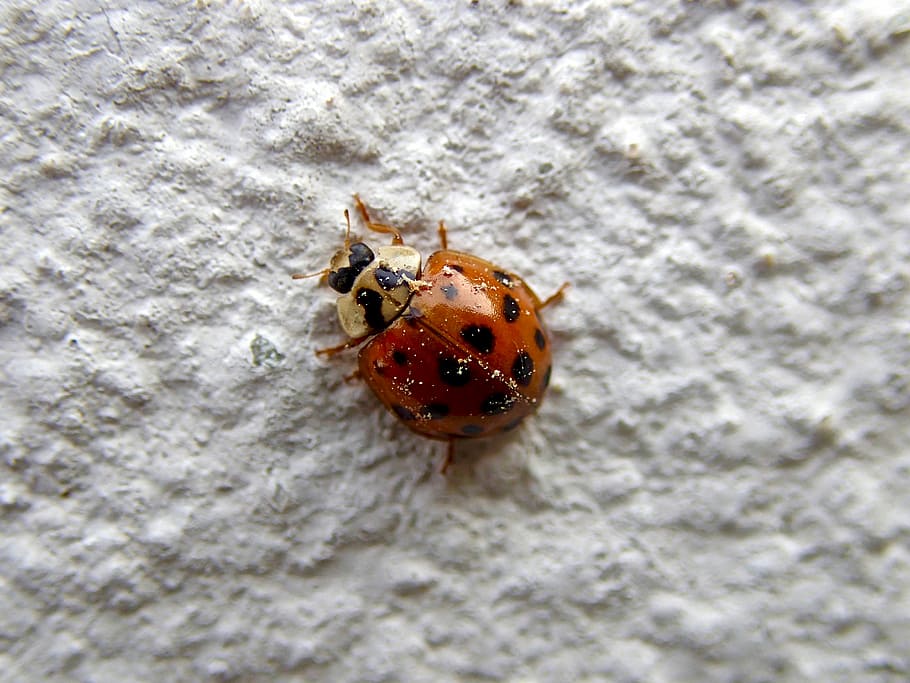 Ladybug, Beetle, Insect, Wall, Luck, lucky charm, animal themes HD wallpaper