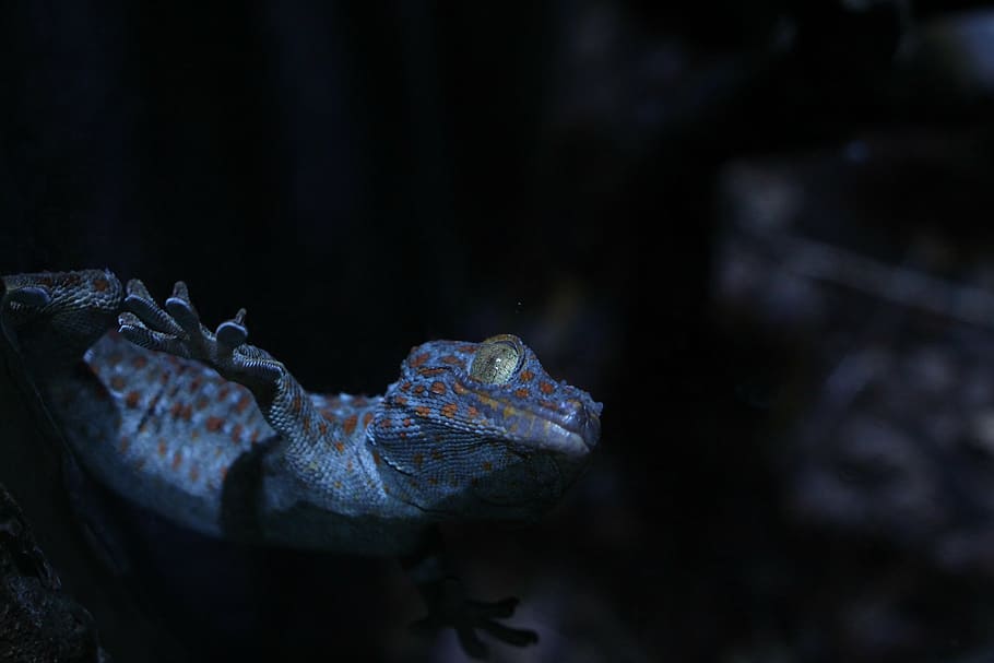 reptiles, lizard, shadow, animal, wildlife, carnivore, nature HD wallpaper