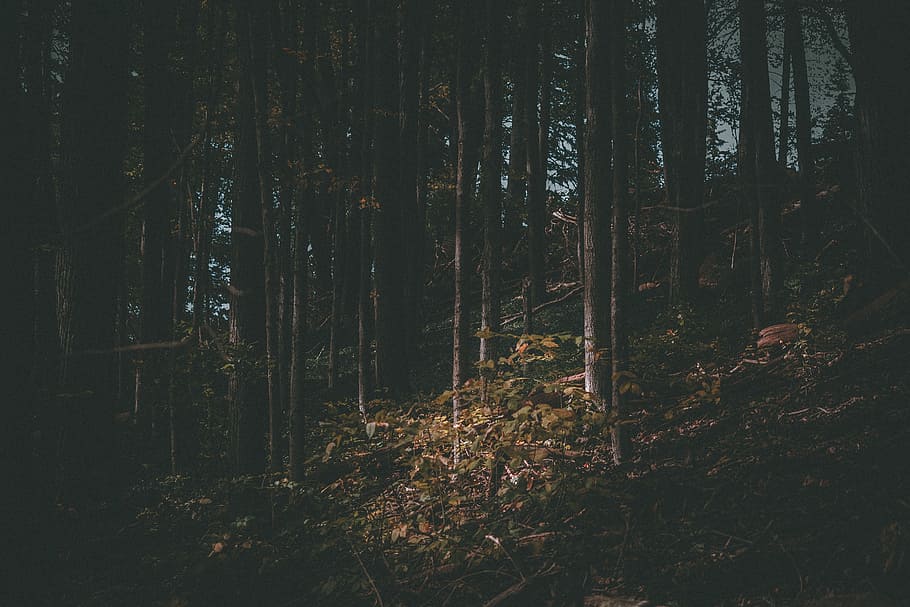 silhouette of trees, stand of trees during daytime, forest, woodland HD wallpaper
