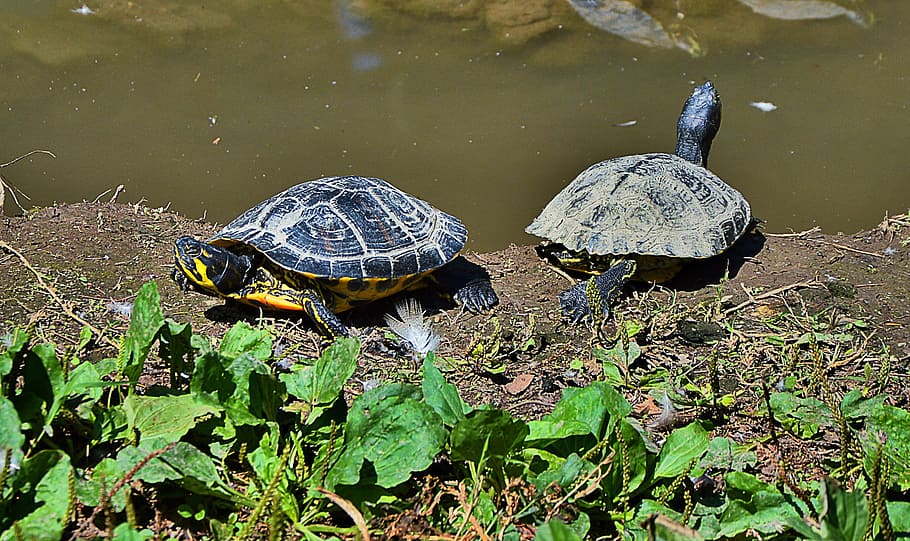 Turtles, Free, Animal, reptile, tortoise, nature, wildlife HD wallpaper