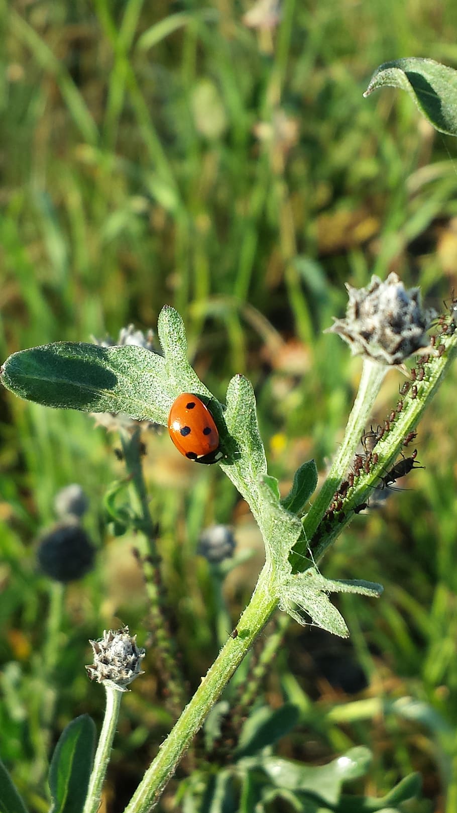 ladybug, summer, insect, beetle, invertebrate, animal, animal themes HD wallpaper