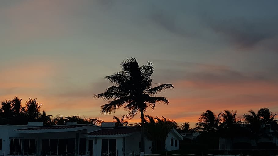 sunset, palmtree, sky, palm tree, tropical climate, silhouette HD wallpaper