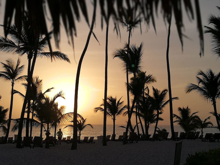 Tropical, Vacation, Sunset, Palm, Resort, happy, coconut, caribbean HD wallpaper