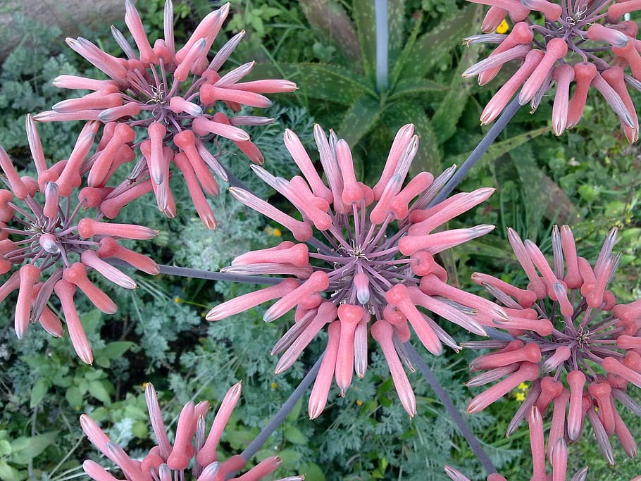 Aloe, Flower, Pink, Orange, Nature, aloe flower, flowers, plant HD wallpaper