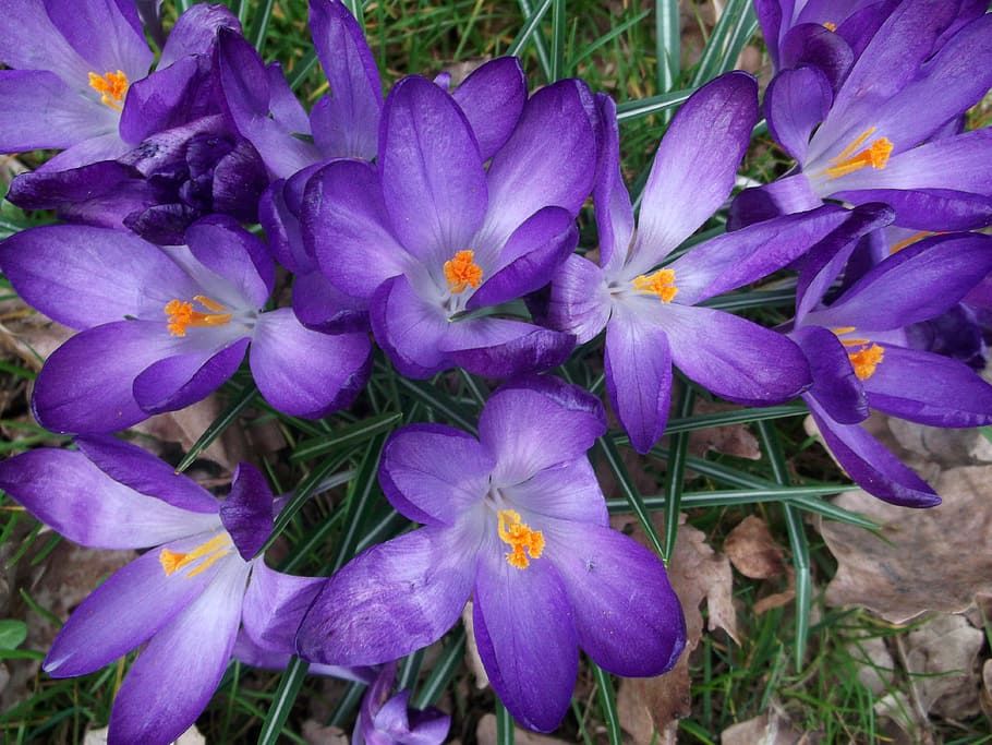 Crocus, Iridaceae, Purple, Spring, Plant, flower, freshness HD wallpaper