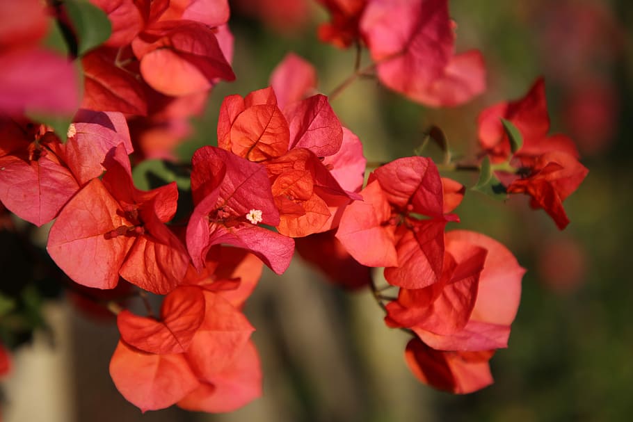 red, flower, tree, nature, plant, bloom, blossom, petals, romantic HD wallpaper
