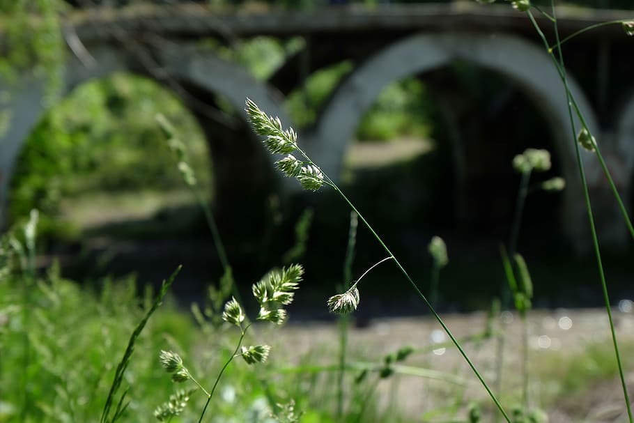 Under The Bridge, Focus, Summer, the abandoned, grass, closeup HD wallpaper