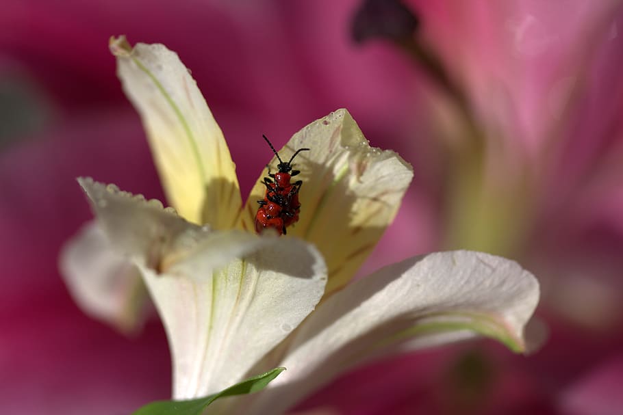 insects, red, mating, petals, nature, flower, flowering plant HD wallpaper