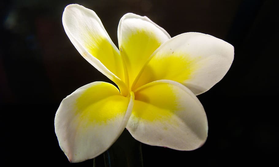 macro photography of white and yellow plumeria flower, frangipani, HD wallpaper