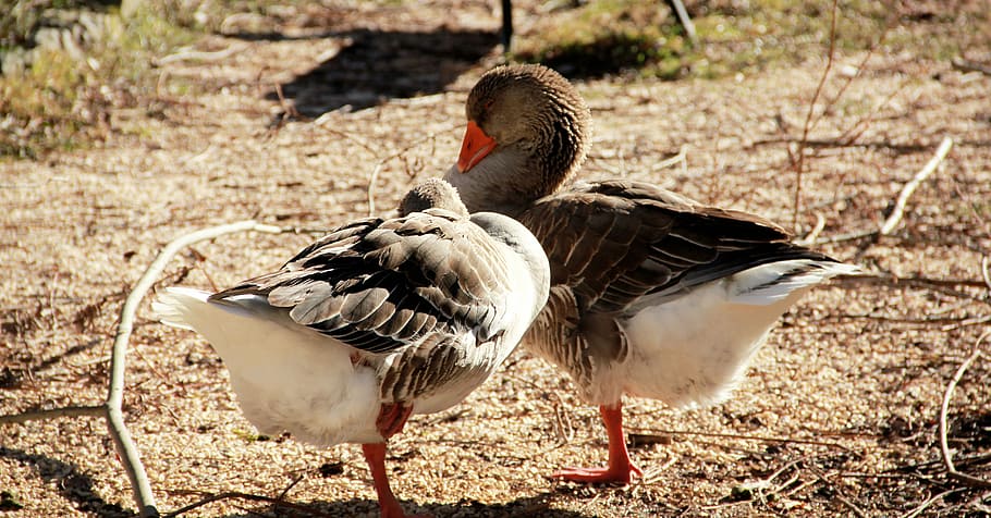 duck, ducks, animal, biped, beak, nature, animals, brown, dried leaves HD wallpaper