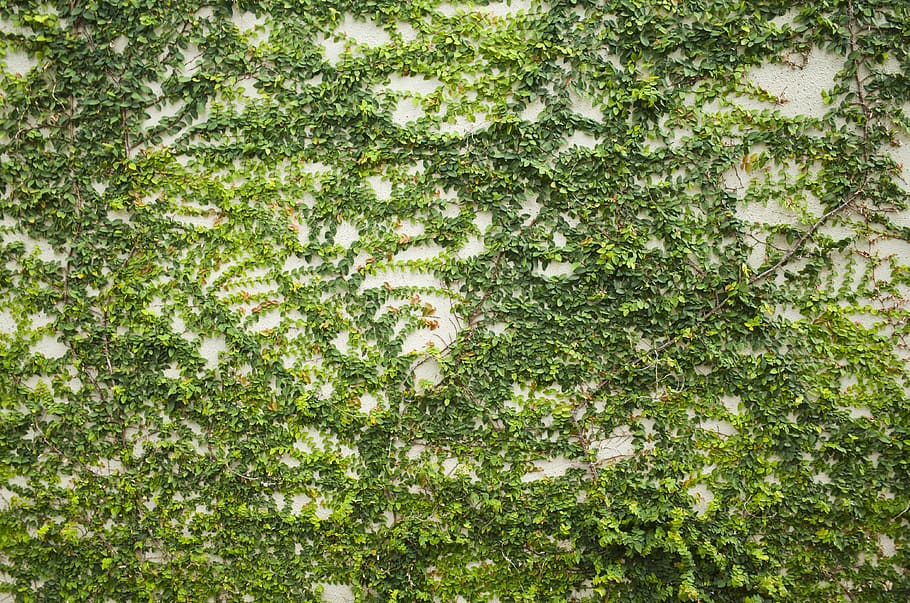 ivy, plant, pattern, wall, growth, nature, full frame, no people HD wallpaper