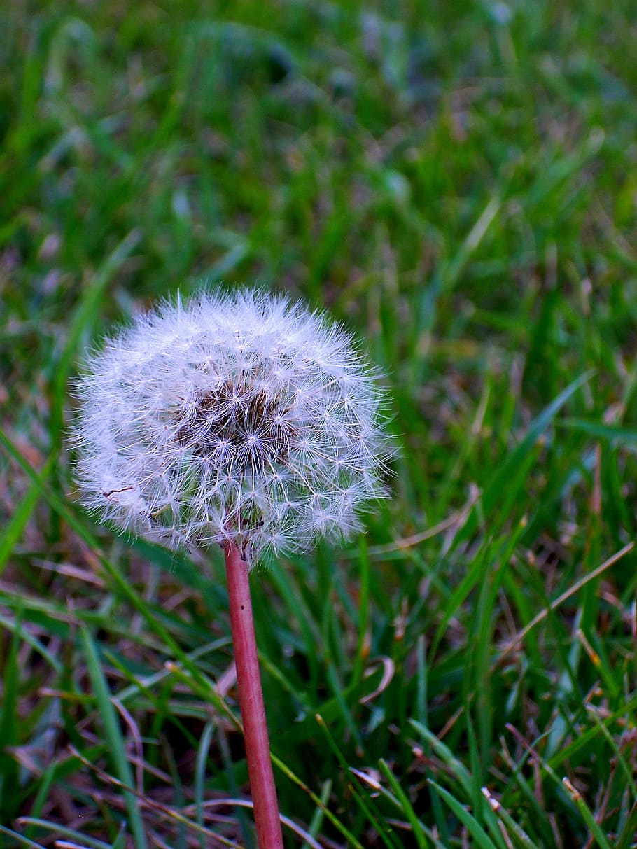fluff, nature, grass, spring, dandelion, plant, flower, fragility HD wallpaper