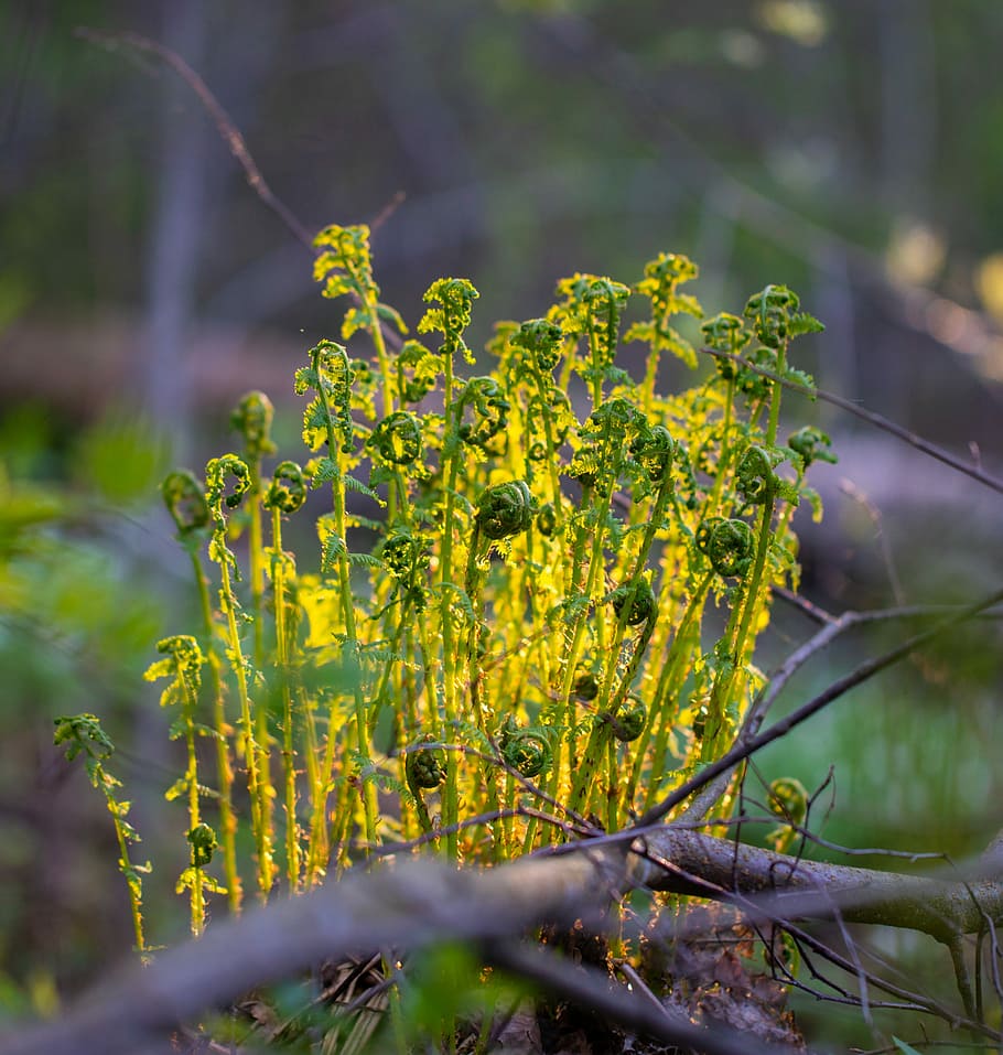 fern, sun, forest, plant, nature, greens, macro, growth, yellow HD wallpaper