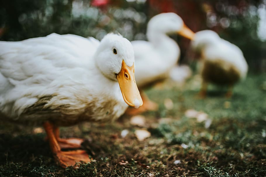 White ducks on the grass, bird, leaves, animal, nature, beak HD wallpaper