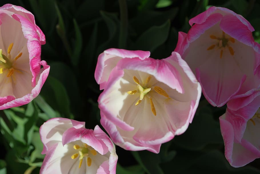 tulip, spring, bloom, bright, flower, nature, floral, petal HD wallpaper
