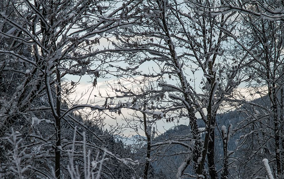 branches, cold, ze, zing, frost, frosty, frozen, gloomy, ice HD wallpaper