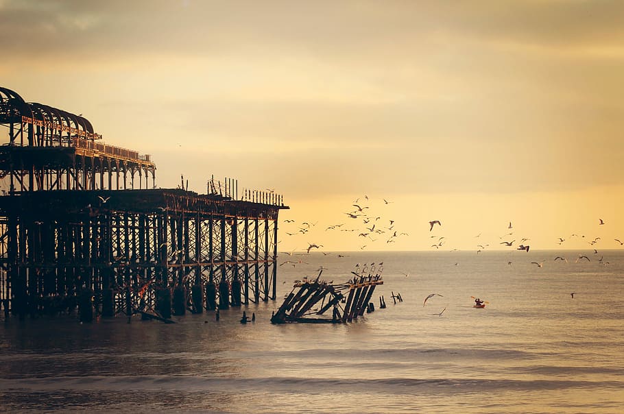 body of water, silhouette flock of birds flying along the building during daytime HD wallpaper