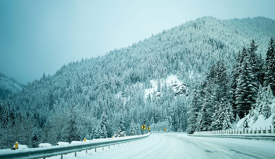 snow-covered pine trees, nature, winter, woods, forest, road HD wallpaper