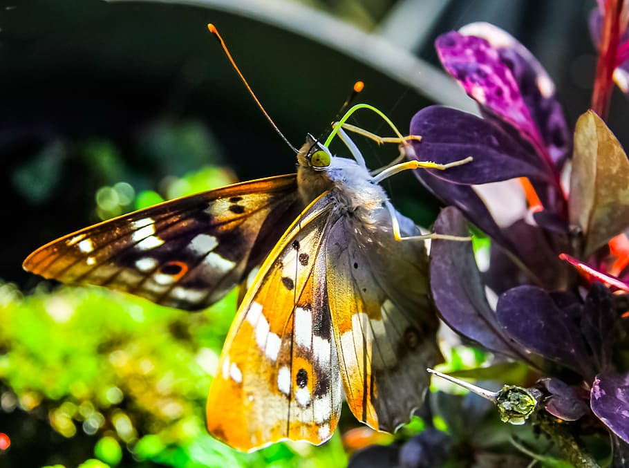 butterfly, close-up, insect, macro, nature, plants, wings, butterfly - Insect HD wallpaper