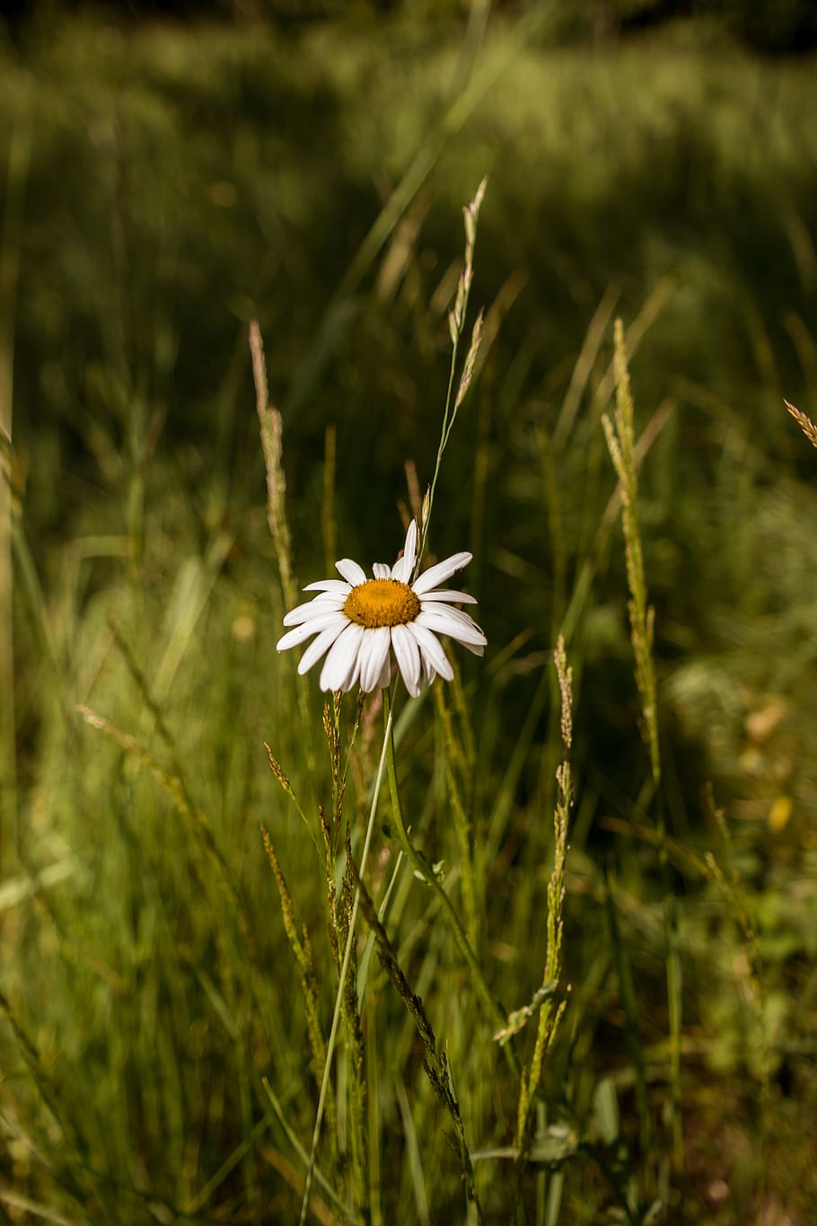 flower, daisy, nature, plant, flowering plant, growth, fragility HD wallpaper