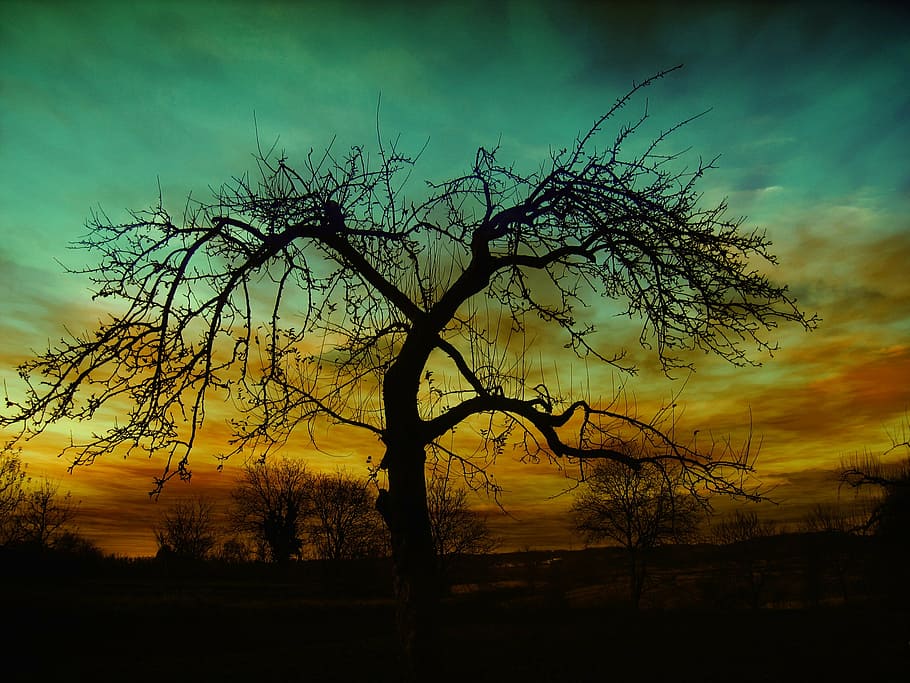 silhouette of lone tre, setting, sunset, atmosphere, clouds HD wallpaper