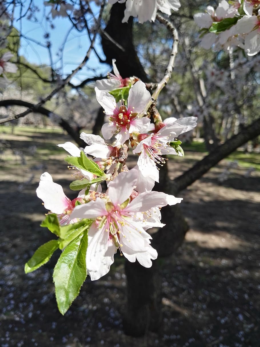 almond tree, flower, white, spring, flowering plant, fragility HD wallpaper
