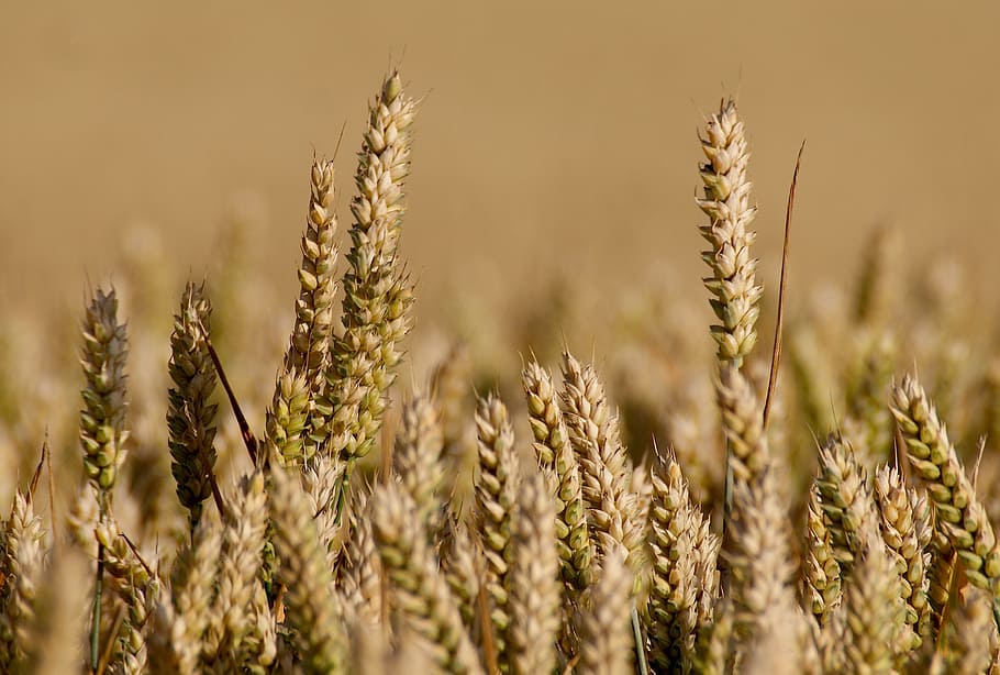 field, grain, arable, cereals, ear, cornfield, field crops HD wallpaper